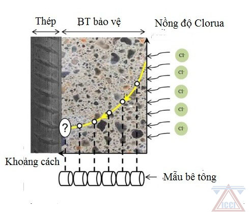 Biểu đồ phân bố nồng độ clorua trong bê tông